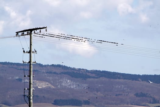 Starlings on a high-voltage line