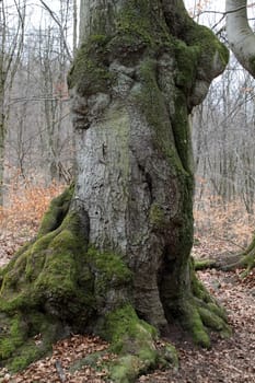 Mighty European beech on the Hohenstein