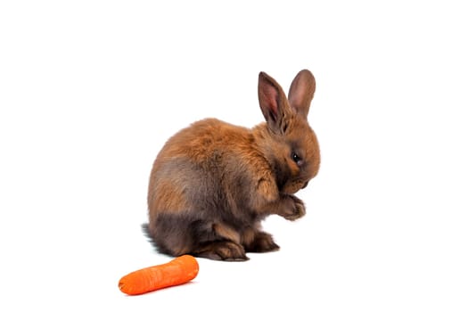 Rabbit with carrot
