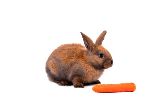 Rabbit with carrot