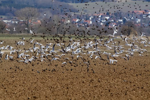 Flock of starlings and seagulls