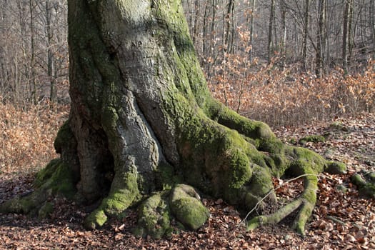 Mighty European beech on the Hohenstein