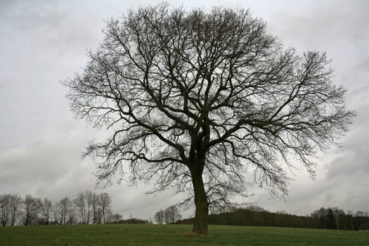 English oak in winter
