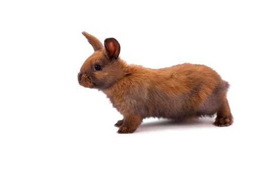 Rabbit