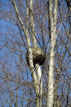Giant burl bulb