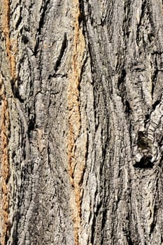 Bark of a robinia