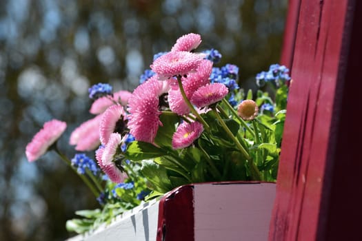 Spring Flowers