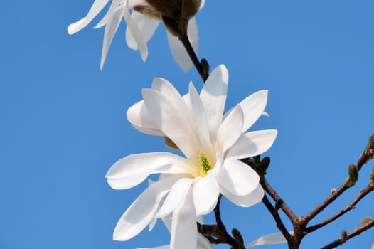 Star magnolia