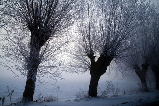 Winter landscape at sunny frozen morning