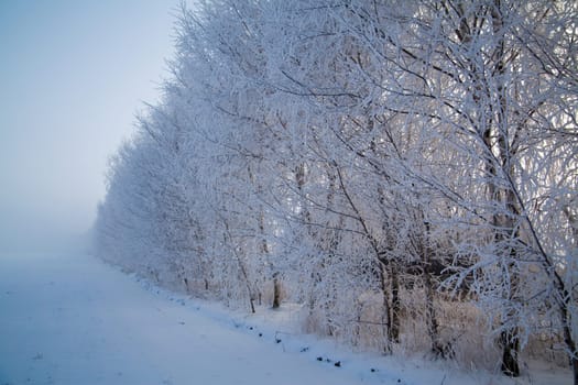 Winter landscape at sunny frozen morning