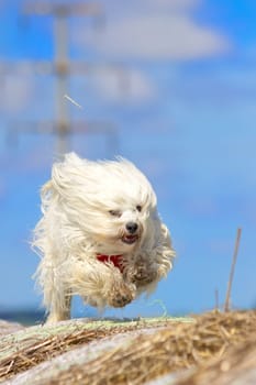 Dog runs extremely fast over straw bales in front of a blue sky. The dog has long white hair and wears a red scarf. The dog breed is a Havanese from the genus of companion dogs.