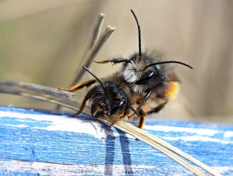 Horned mason bees mating