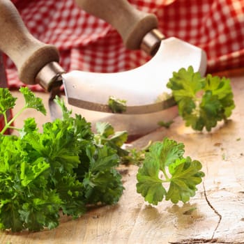 Close up of a modern herb cutter (wiegemes) with wooden handles and a sprig of parsley on the blade.