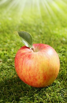 One freshly harvested red apple with a leaf lying on green grass under the hot rays of a late summer sun with shallow dof