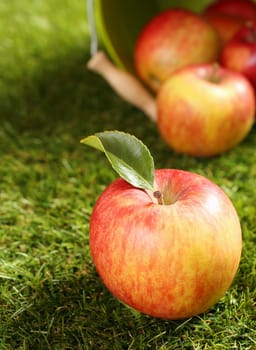 Delicious healthy fresh apple lying on green grass in front of an overturned bucket full of freshly harvested fruit in a country garden