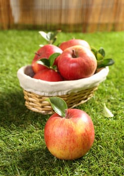 Small wicker basket full of fresh farm apples with one lying on the green grass in the foreground, each with a leaf attached signifying the freshness of the autumn harvest