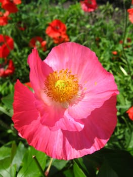 image of the beautiful red flower of red poppy