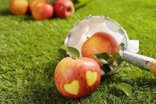 Fresh apples from the harvest lying with a picking net on green grass with a pair of hearts incised into the skin conceptual of love