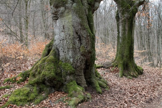 Mighty European beech on the Hohenstein