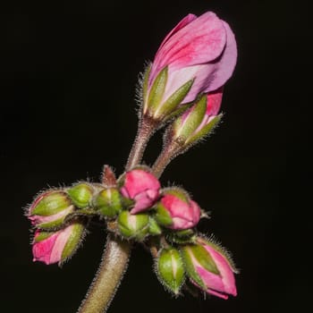 Geranium