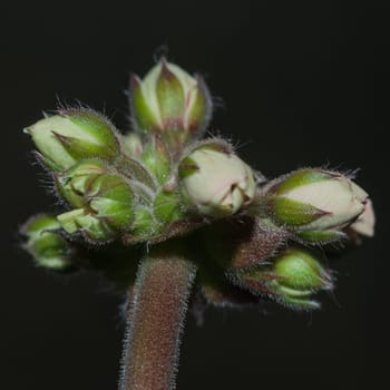 Geranium