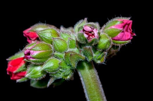 Geranium