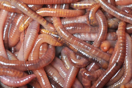 group of earthworms.