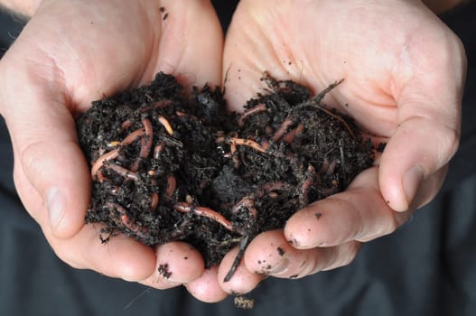 group of earthworms in hands