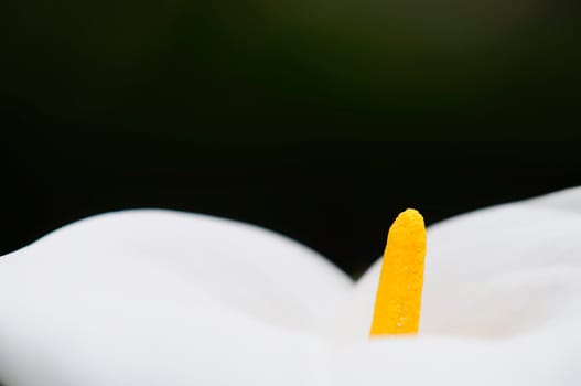 Anthurium