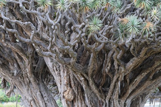 Dragon Trees