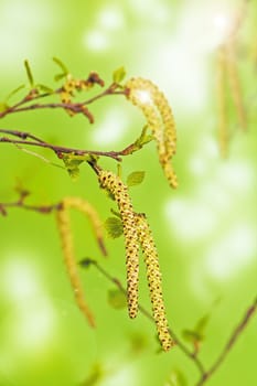 First spring green leaves on a tree