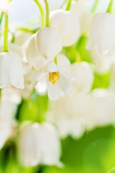 Lilies of the valley, close up