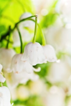 Lilies of the valley, close up
