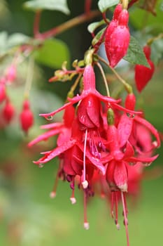 Fuchsia