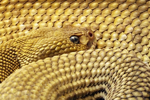 Rattlesnake