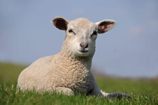 Lamb