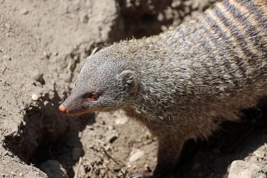 Zebra mongoose