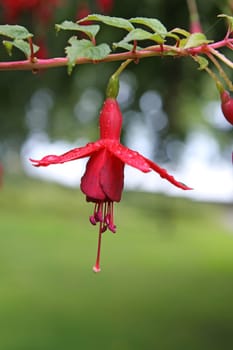 Fuchsia