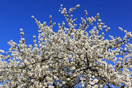 a cherry tree in spring with flowering white flowers and the appearance of the pistil