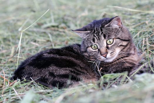 Mouse hunting in the hay