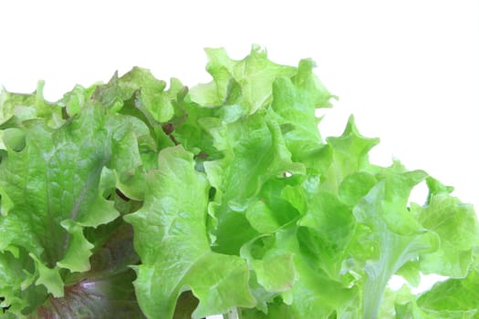 Salad seedling of the lettuce variety "Lollo rosso"" (Lactuca sativa var. crispa),isolated against a white background"