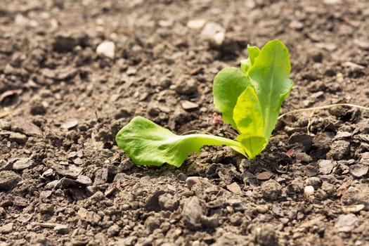 Lettuce plant,small plant on dry soil