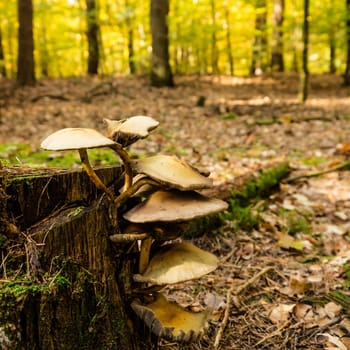 mushrooms an a tree stump