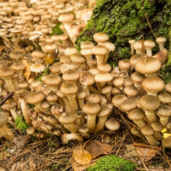 mushrooms on mossy forest floor