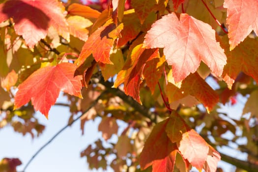 orange autumn leaves on a sunny day