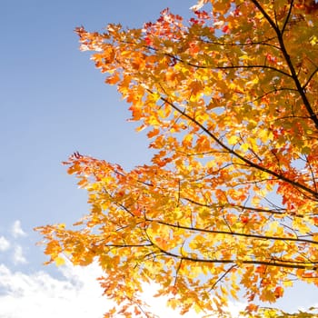 blue sky and a branch in autumn