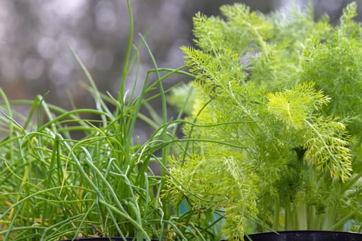 Herbs for sale at market: chives and dill for the vegetable garden.