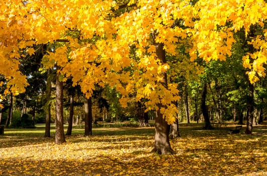 yellow leaves on a tree on sunny autumn day