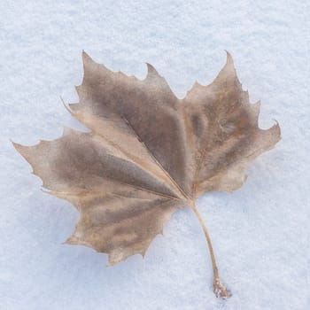a frozen autumn leaf in snow
