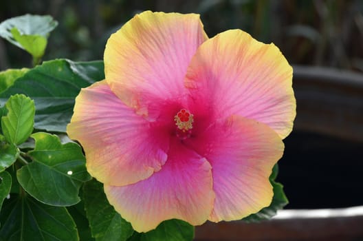Outdoor hibiscus at its best